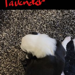 Girl 1 - female Border Collie puppy in Aberdeen, Washington from Misty Mountain Border Collies