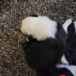Girl 1 - female Border Collie puppy in Aberdeen, Washington from Misty Mountain Border Collies