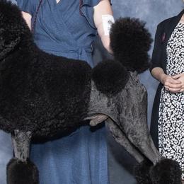 Poodles from Beyond the Standard