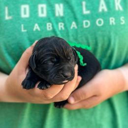 Green collar boy - Black male Labrador Retriever puppy in Lake City, Michigan from Loon Lake Labradors