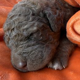 Winifred - Brown and white female Saint Berdoodle puppy in Beach, North Dakota from Badland St. Berdoodles LLC
