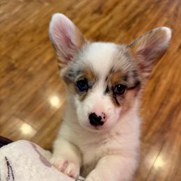 Fiona - American Corgi