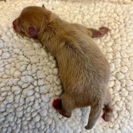 Lavender Merle Male - Lavender male Pomeranian puppy in Bentonville, Arkansas from Hummingbird & Fox