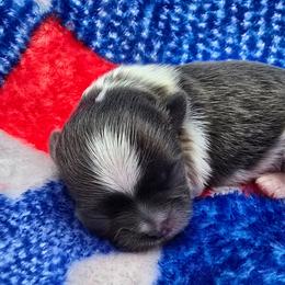 Blue and White Male - Blue and white male Shih Tzu puppy in Oakville, Washington from Garrard Creek Shih Tzus