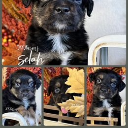 7 - Selah - Black tri female Miniature American Shepherd puppy in Huntington, Texas from JKKJ Farms