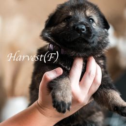 Harvest - Sable female German Shepherd puppy in Berwick, Maine from Vom Rindahaus Shepherds