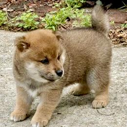 Ashoka - Red female Shiba Inu puppy in Milton, Florida from Moonlight Shibas