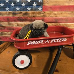 Sable - Fawn female Pug puppy in Auburn, Kentucky from Prentice Family Pugs