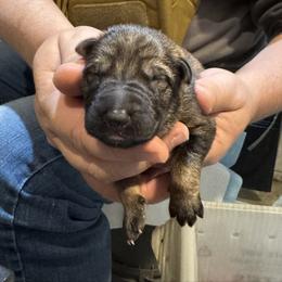 Purple Collar - Sable female German Shepherd puppy in Barnhart, Missouri from Combat Creek German Shepherds