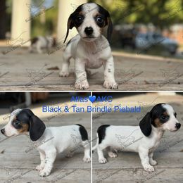 Atlas - Piebald male Dachshund puppy in Gatesville, Texas from Emily’s Doxie Domain