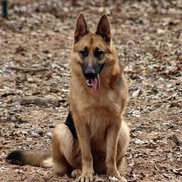 German Shepherd All Grown Up from Loujuan German Shepherd Dogs
