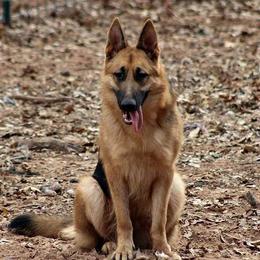 German Shepherd All Grown Up from Loujuan German Shepherd Dogs