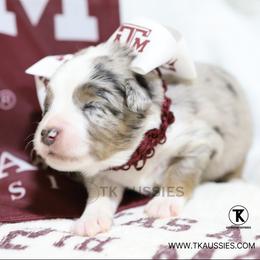 Cruz- Blue Merle Male - Blue merle male Miniature Australian Shepherd puppy in Nacogdoches, Texas from TK Standard, Mini, & Toy Aussies