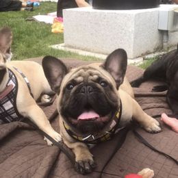 French Bulldog All Grown Up from Ardent French Bulldogs