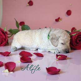 Alfie - Cream male Poodle puppy in Port Orange, Florida from Daytona’s Standard Poodles