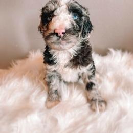 Rachel - Merle female Sheepadoodle puppy in Republic, Missouri from DOOD & Co
