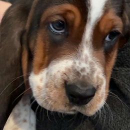 Basset Hound and Labrador Retriever Puppies from Porter Kennels