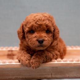 Assorted Doodle Crosses, Aussiedoodle, Golden Aussiedoodle, Goldendoodle, and Sheepadoodle Puppies from Goldendoodledoo Farms