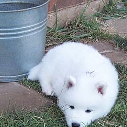 Samoyed Puppies from Galaxy Samoyeds