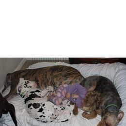 Airedale Terrier Puppies from Beitzel Airedales