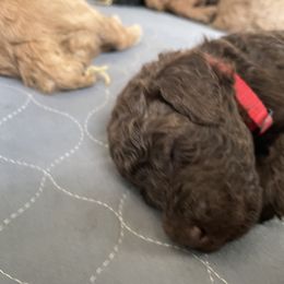 Poodle Puppies from Renders Poodles