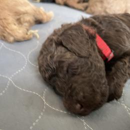 Poodle Puppies from Renders Poodles