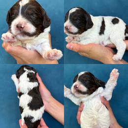 Vanessa - Brown and white female Cockapoo puppy in Yuciapa, California from AlltheDoodlez_