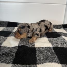Black dapple 1 - Dapple female Dachshund puppy in San Diego, California from San Diego Dachshunds