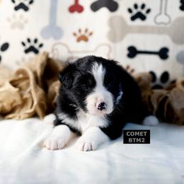 BTM2 - Black tri-color male Australian Shepherd puppy in Warm Springs, Georgia from Out West Aussies