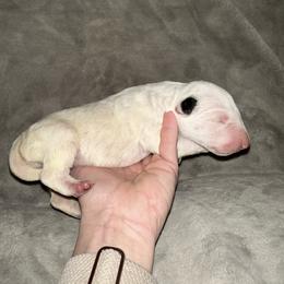 Girl 3 - White female Bull Terrier puppy in Trussville, Alabama from Alabama Bull Terriers
