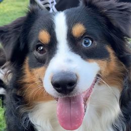 Escanor - Miniature American Shepherd