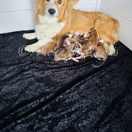 Pembroke Welsh Corgi puppies from Monarch Corgis