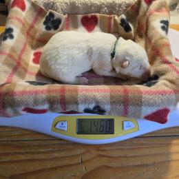 5 Green - White male Siberian Husky puppy in Dane, Wisconsin from Sunny Hurricane Siberians