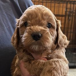 Cavapoos, Companion Crosses, Goldendoodles, and Golden Retrievers from SoléLuna Golden Retrievers