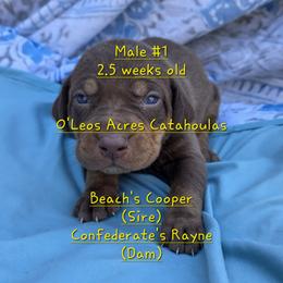 MALE - 1 - Chocolate male Catahoula Leopard Dog puppy in Perry, Florida from O'Leos' Acres Catahoulas