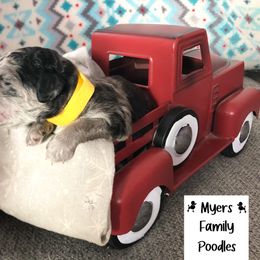 Poodle Puppies from Myers Family Standard Poodles