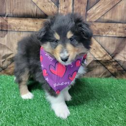 Cody - Black white and tan male Shetland Sheepdog puppy in Conway, Missouri from Brooks's little darlings