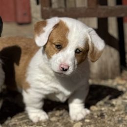 American Corgis from Cool Creek Corgjs
