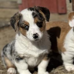 American Corgis from Cool Creek Corgjs