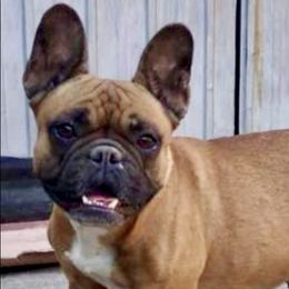 French Bulldogs from Suga Bae’s All Star Frenchies