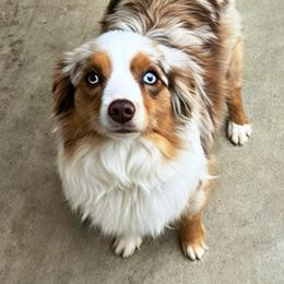Scarlett - Australian Shepherd
