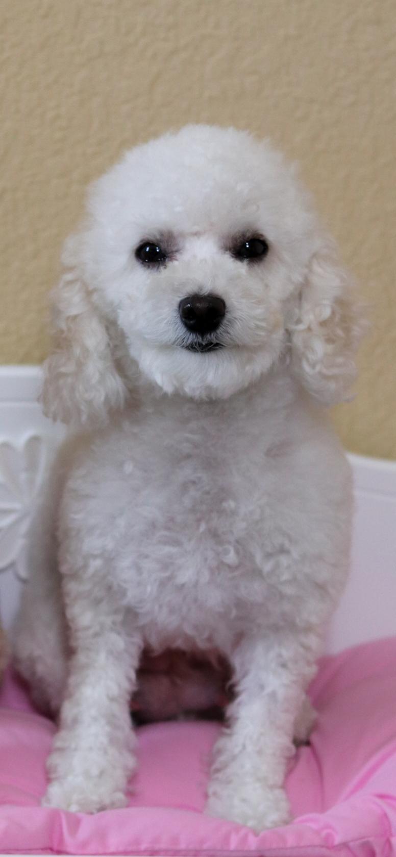 Coco