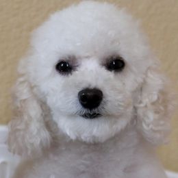 Coco - Poodle