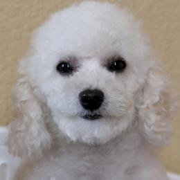 Coco - Poodle