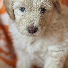 Cherokee - Cream male Goldendoodle puppy in Memphis, Tennessee from Harlee Rose n Doodles