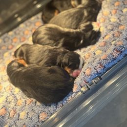 Male 1 - Black rust and white male Bernese Mountain Dog puppy in Harrisburg, North Carolina from Bunn Ranch Goldens & Bernese