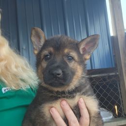 Girl 2 - Black and tan German Shepherd puppy in Grimesland, North Carolina from Von Stancill German Shepherds