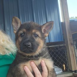 Girl 2 - Black and tan German Shepherd puppy in Grimesland, North Carolina from Von Stancill German Shepherds
