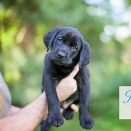 Labrador Retriever Puppies from Sagey Acres Farmette and Labs