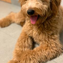 Abby - Goldendoodle
